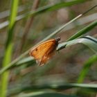 Schmetterling orange