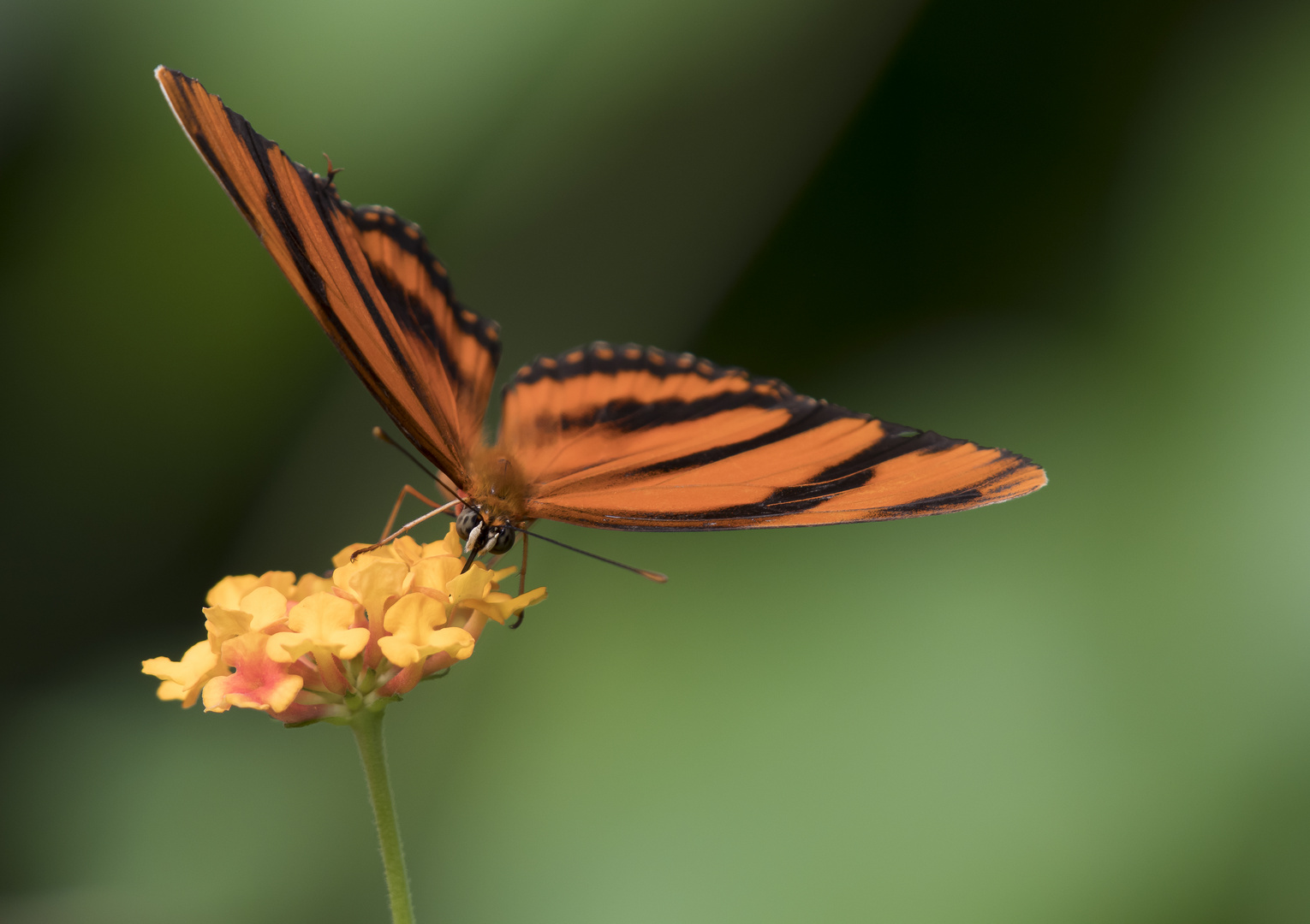 Schmetterling orange I