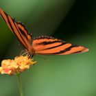 Schmetterling orange I