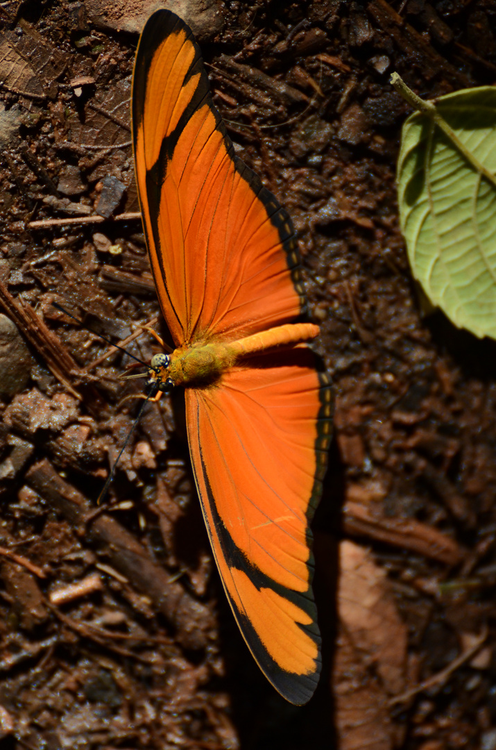 Schmetterling Orange Iguassu