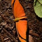 Schmetterling Orange Iguassu