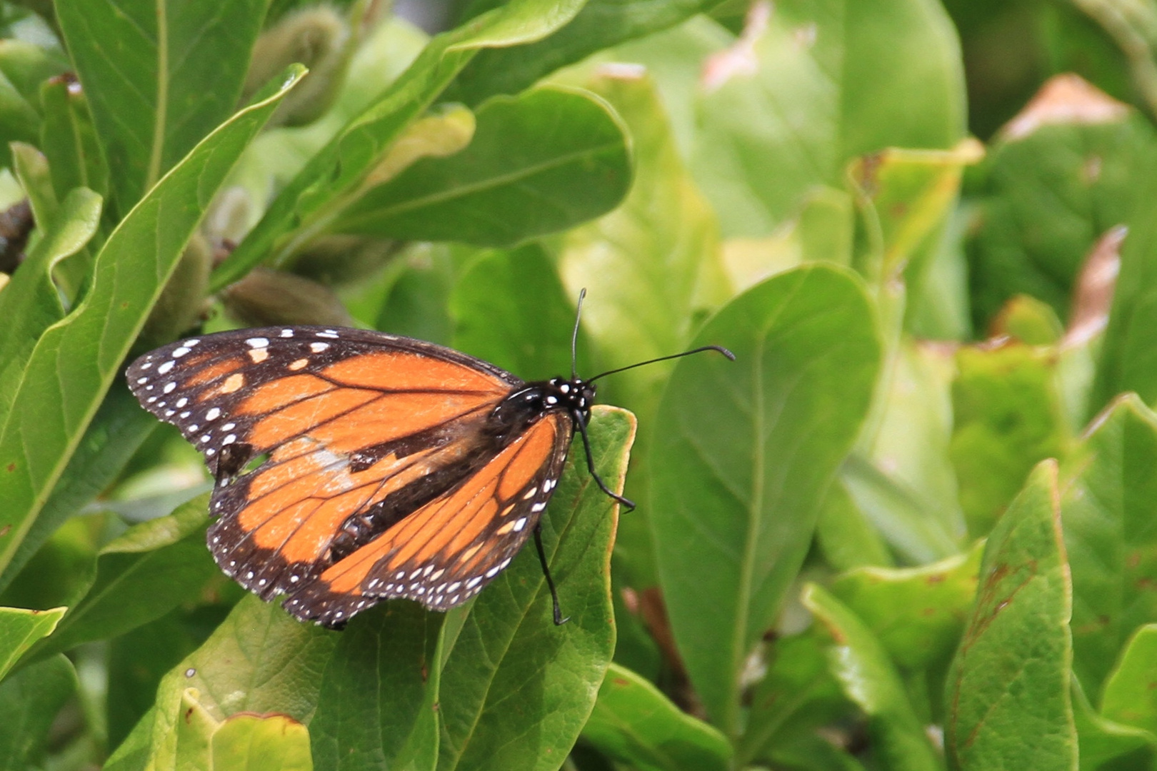 Schmetterling orange weiß gezeichnet