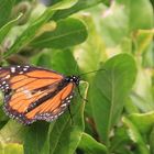 Schmetterling orange weiß gezeichnet