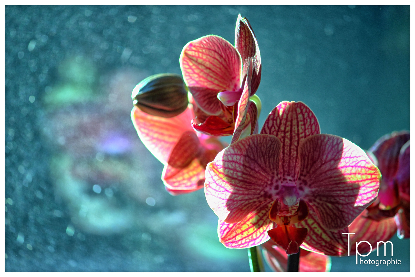 Schmetterling Orchidee