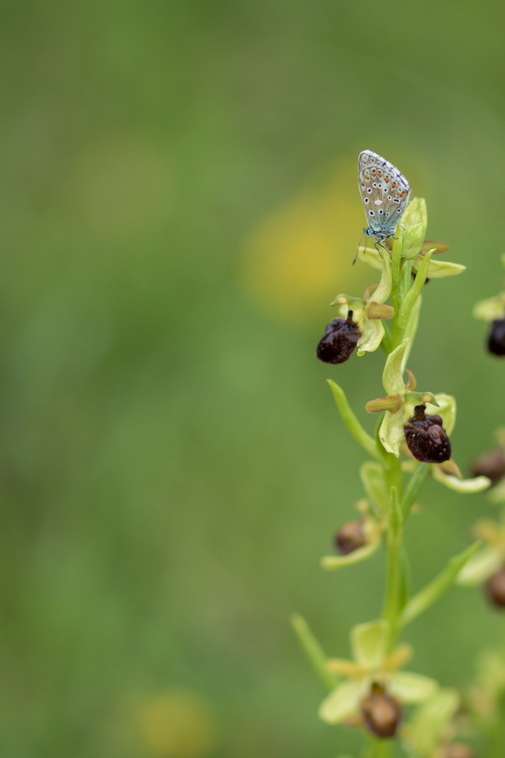 Schmetterling - Orchidee