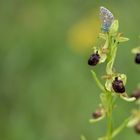 Schmetterling - Orchidee