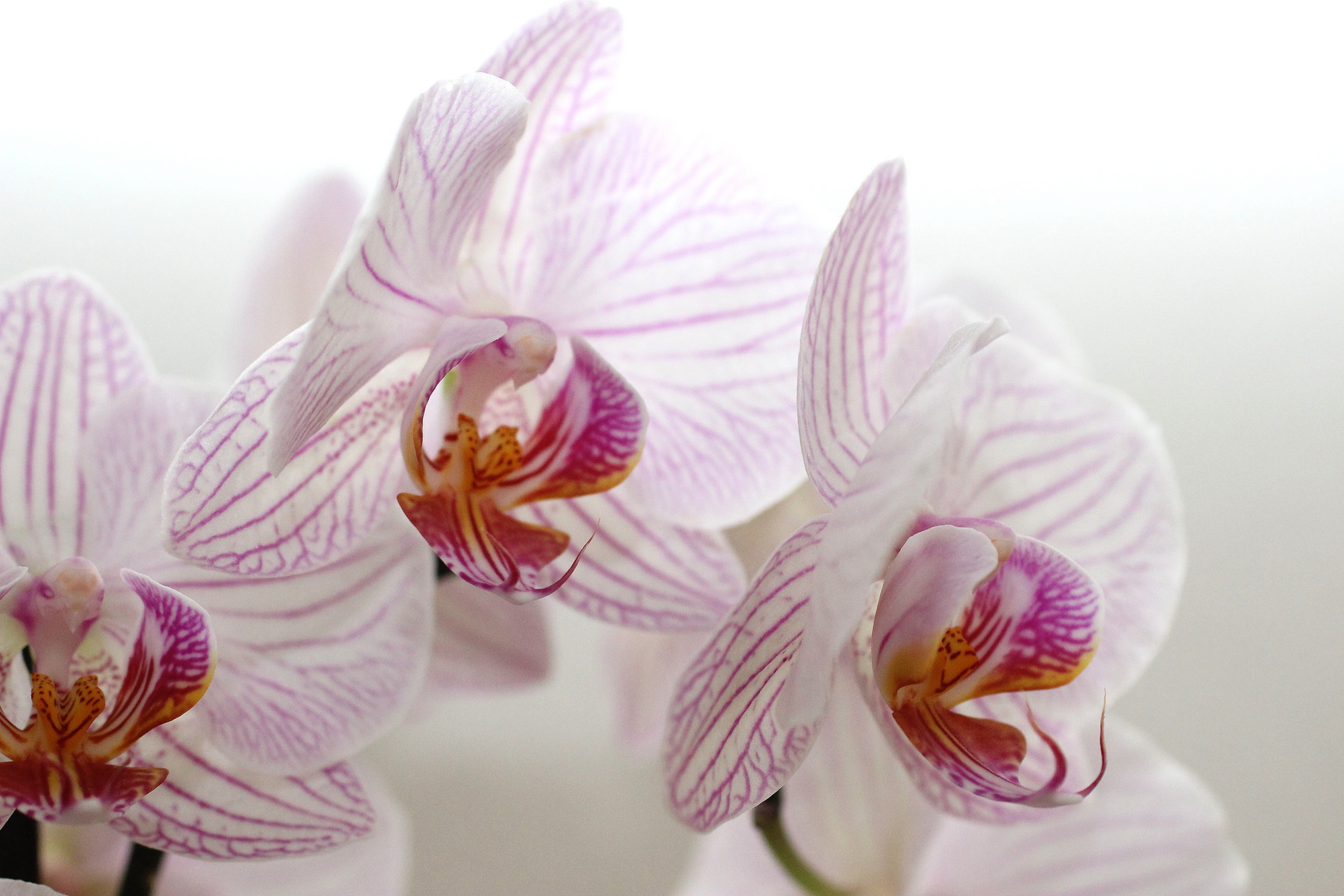 Schmetterling Orchidee Phalaenopsis