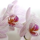 Schmetterling Orchidee Phalaenopsis
