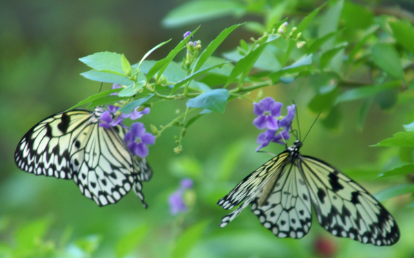 Schmetterling-Paar