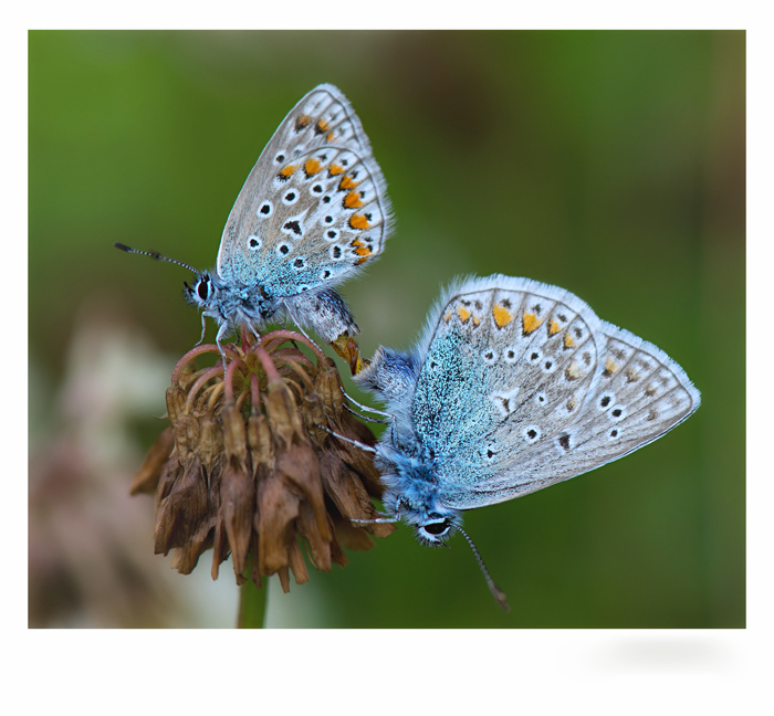 Schmetterling Paarung