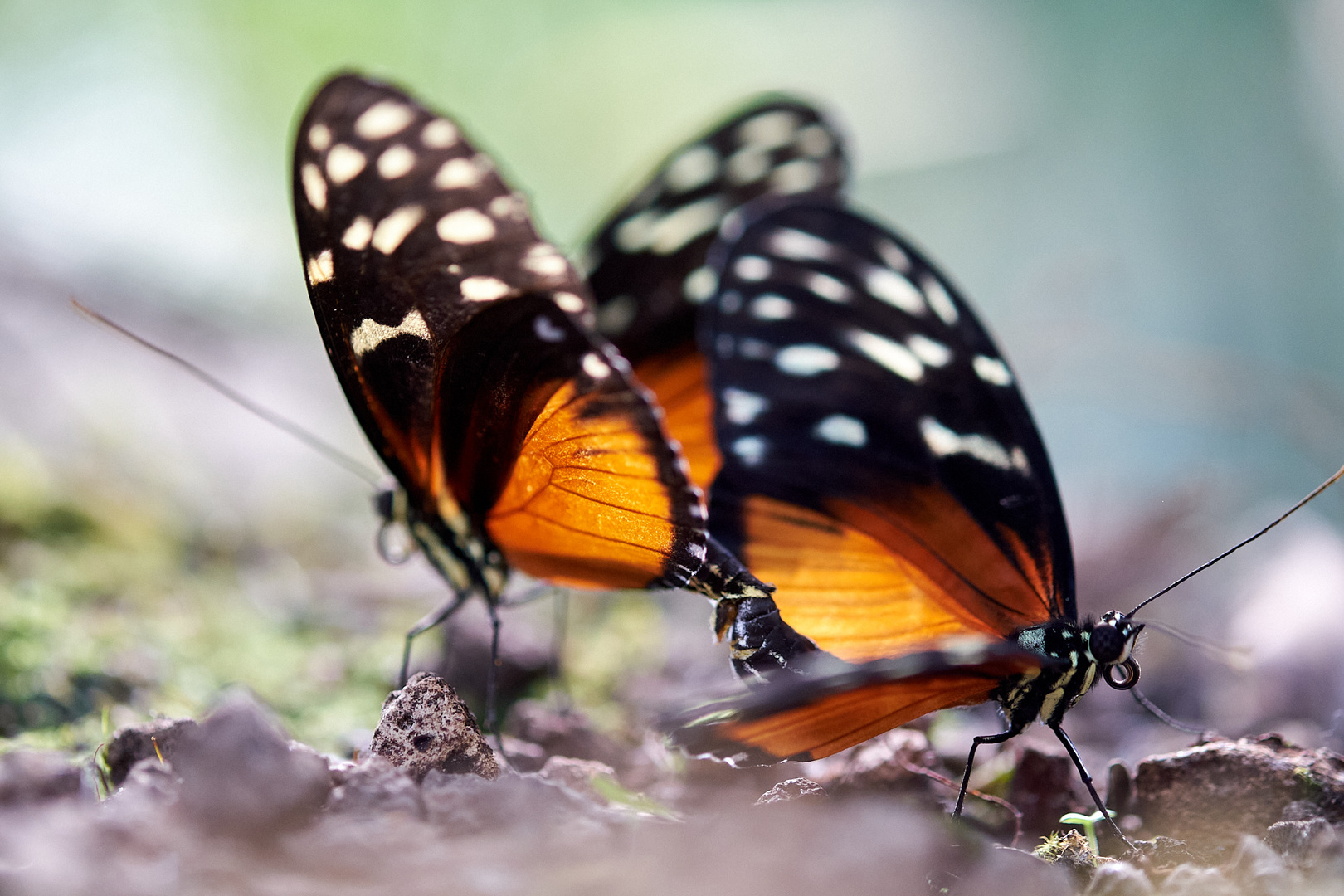 Schmetterling-Pärchen