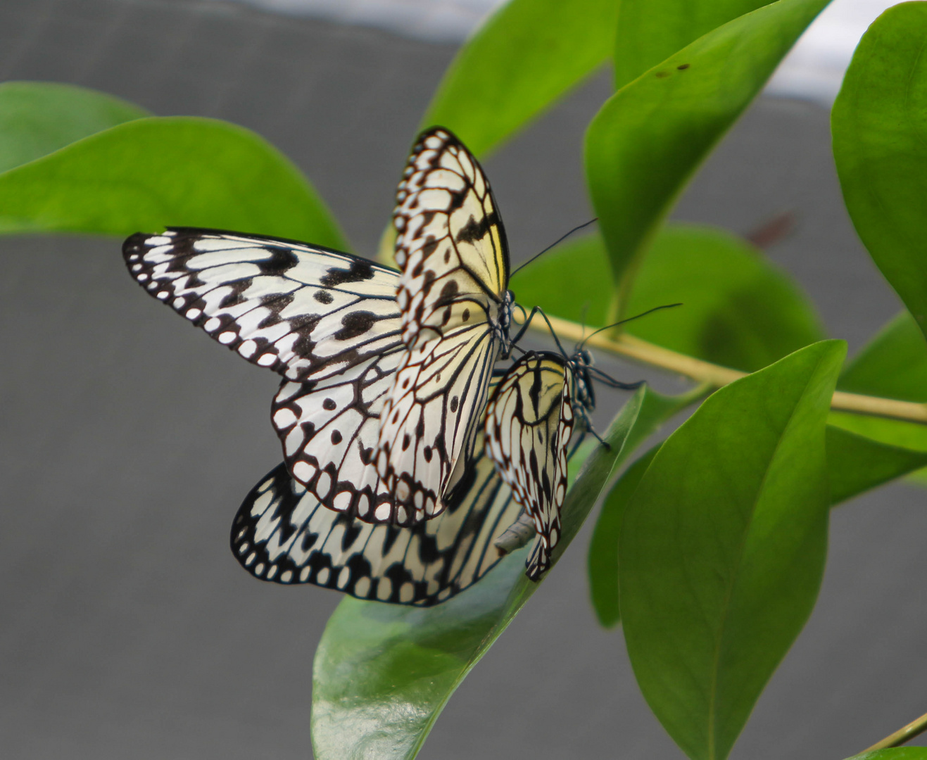 Schmetterling Pärchen