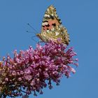 Schmetterling Panorama