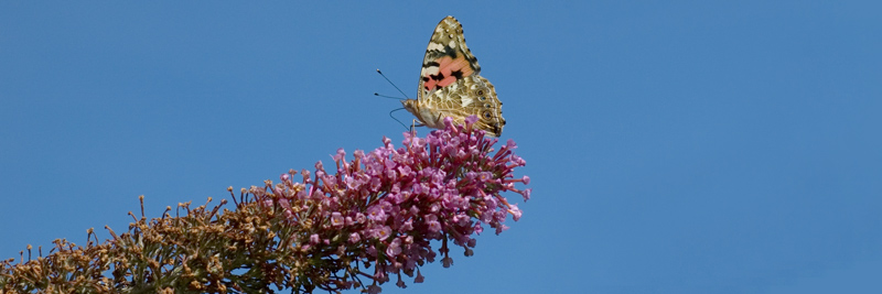 Schmetterling Panorama