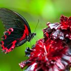 Schmetterling Papilio rumanzovia