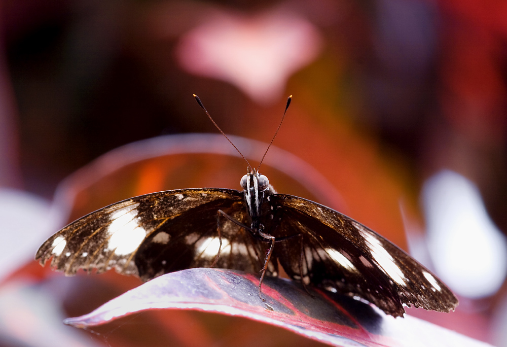 Schmetterling (Papiliorama)