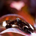 Schmetterling (Papiliorama)