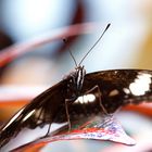 Schmetterling (Papiliorama)