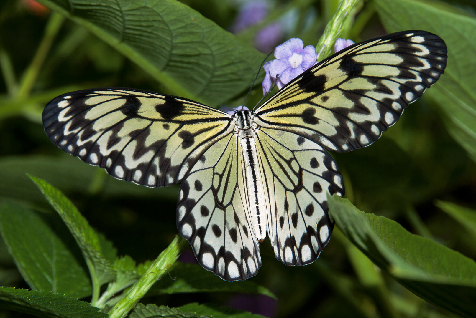 Schmetterling Papiliorama Kerzers