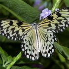 Schmetterling Papiliorama Kerzers