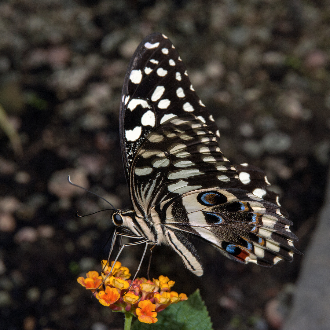 Schmetterling Papiliorama Kerzers