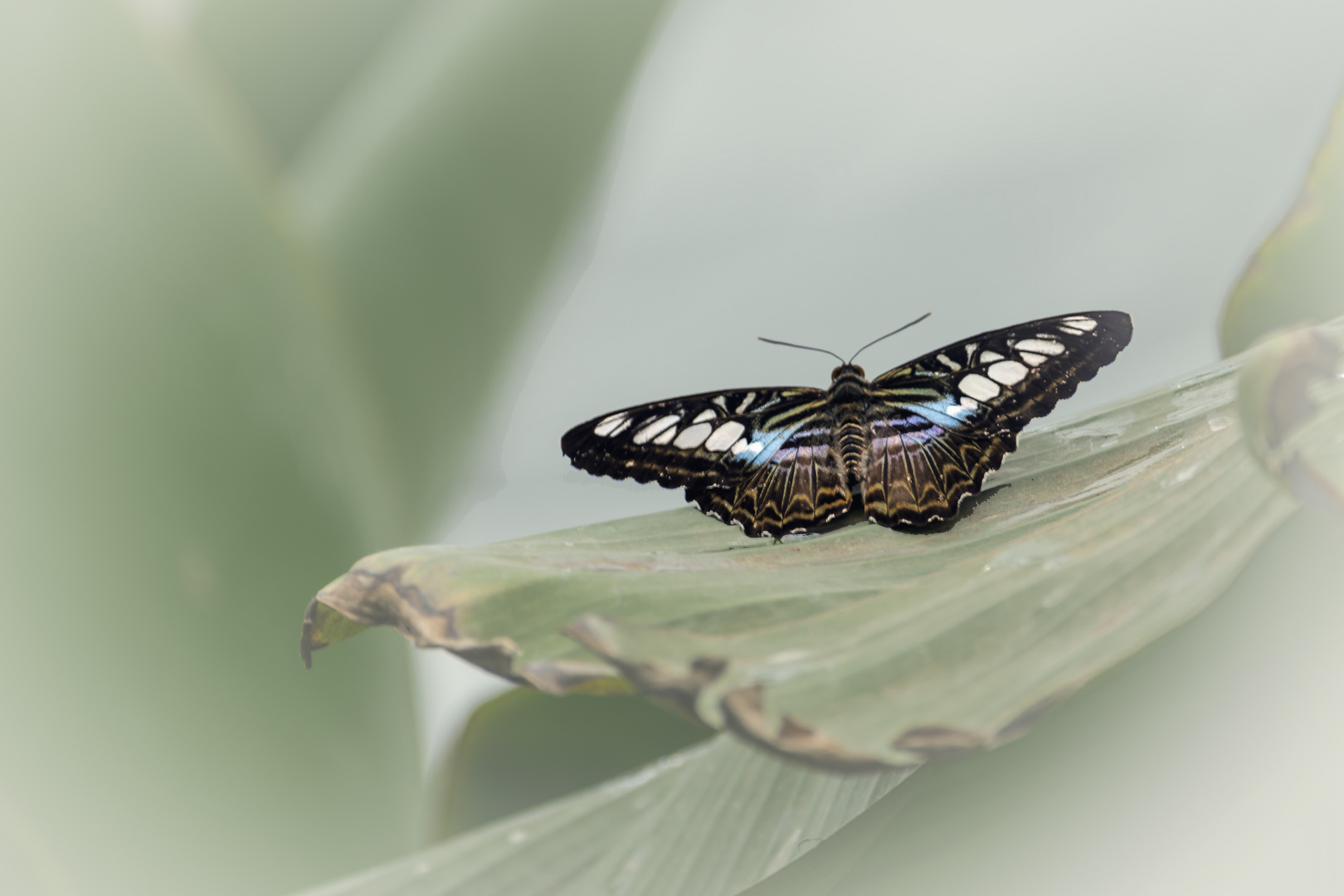 Schmetterling (Parthenos Sylvia)