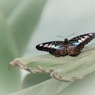 Schmetterling (Parthenos Sylvia)