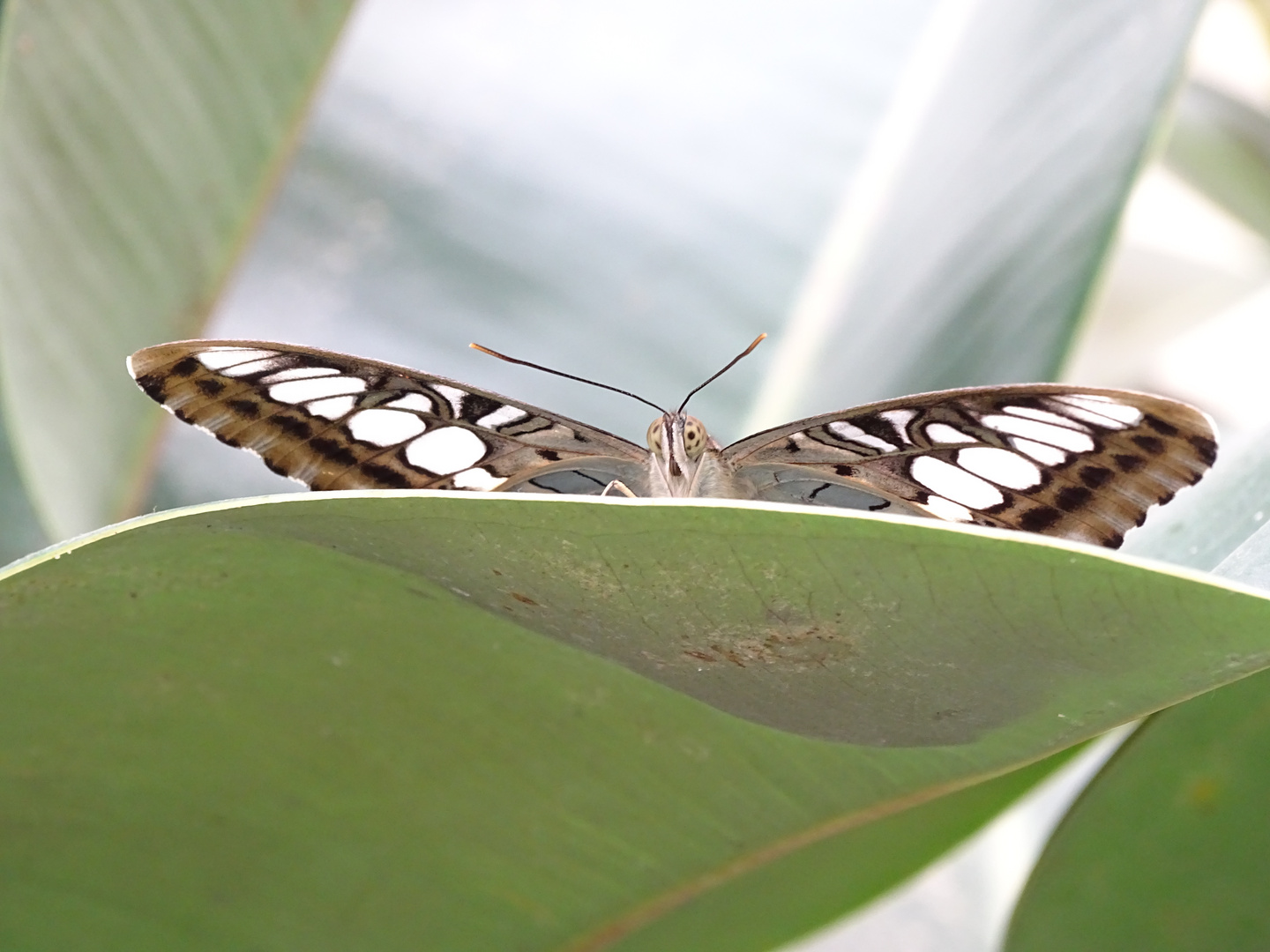 Schmetterling (Parthenos sylvia)