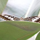 Schmetterling (Parthenos sylvia)