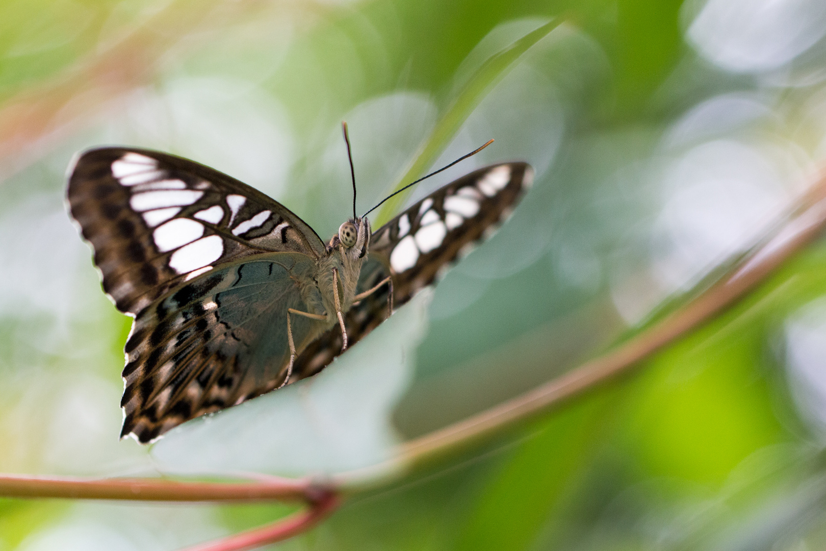 Schmetterling Parthenos sylvia