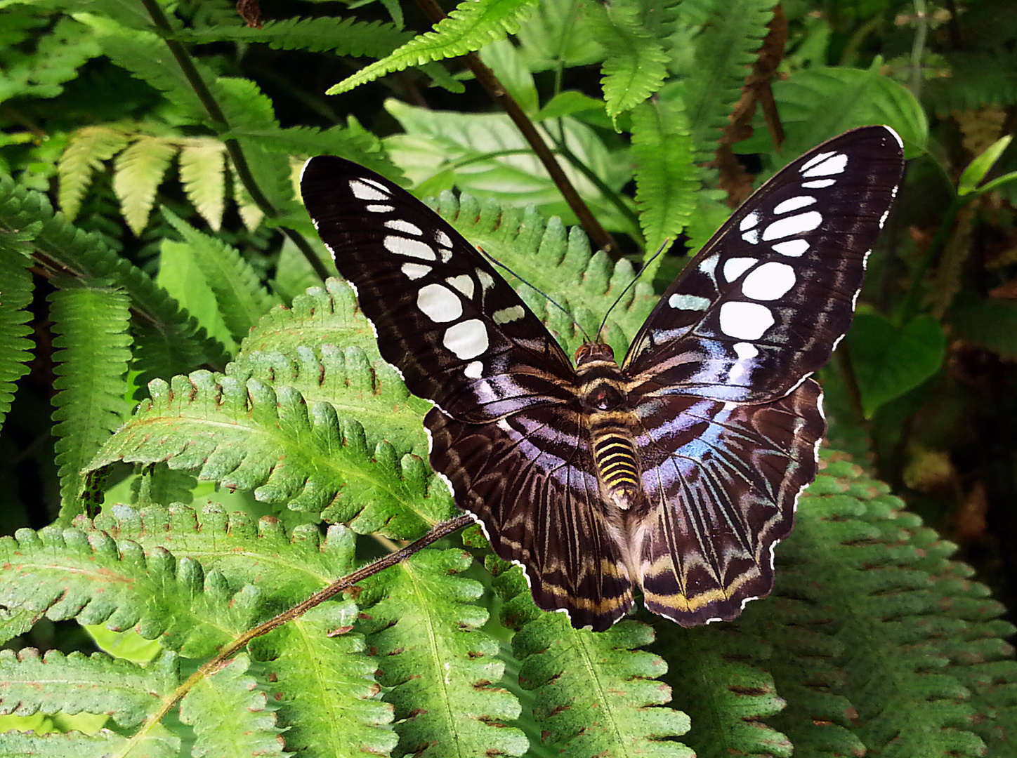 Schmetterling - Parthenos Sylvia