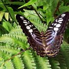 Schmetterling - Parthenos Sylvia