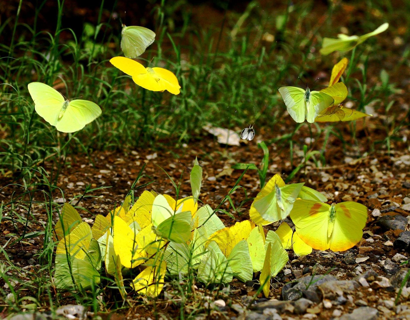 schmetterling party