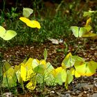 schmetterling party