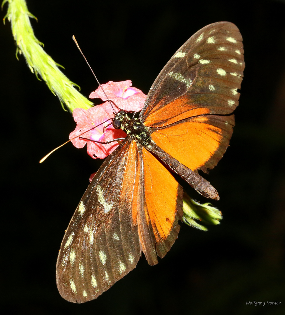 Schmetterling- Passionsfalter