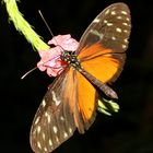 Schmetterling- Passionsfalter