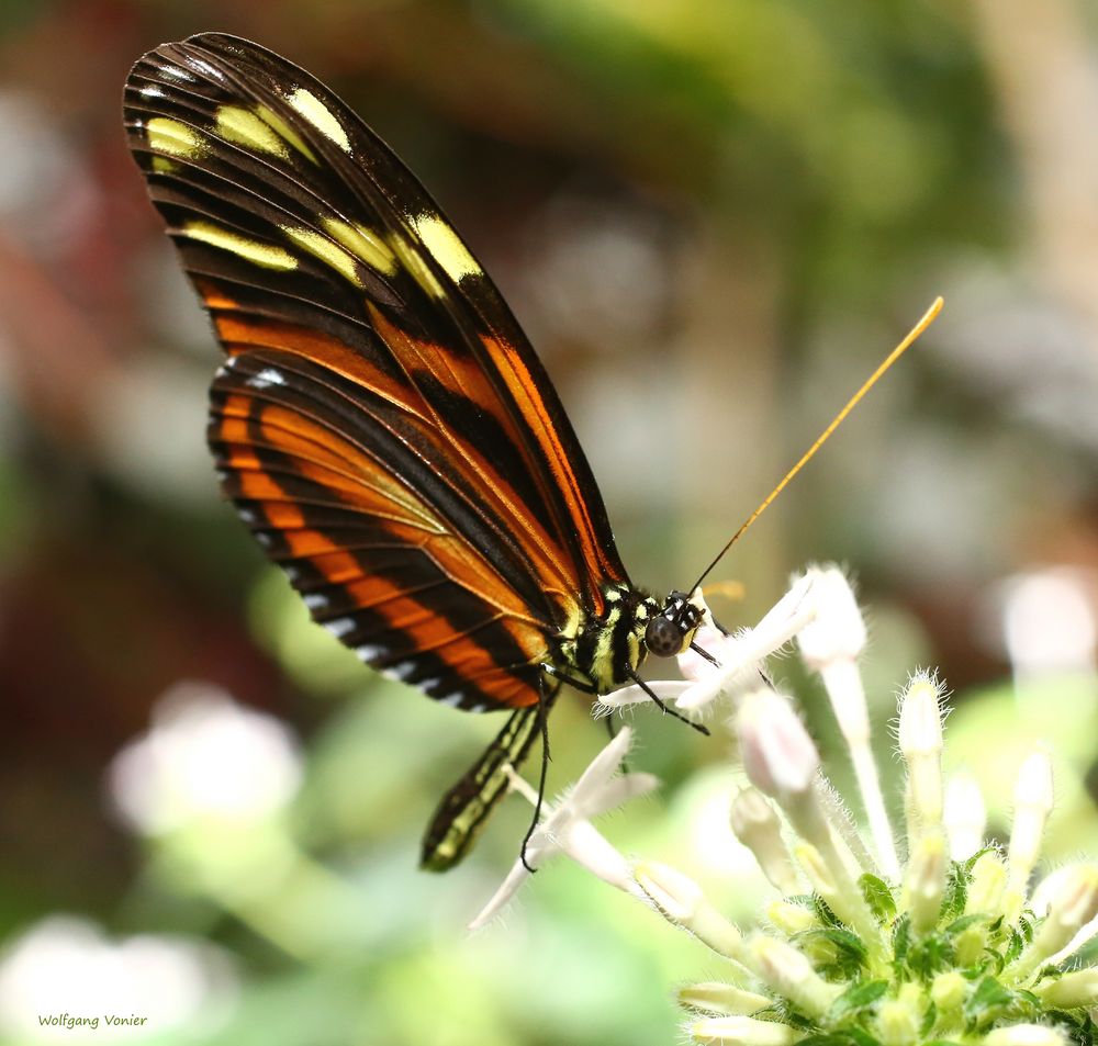 Schmetterling Passionsfalter