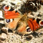 Schmetterling Pfauenauge