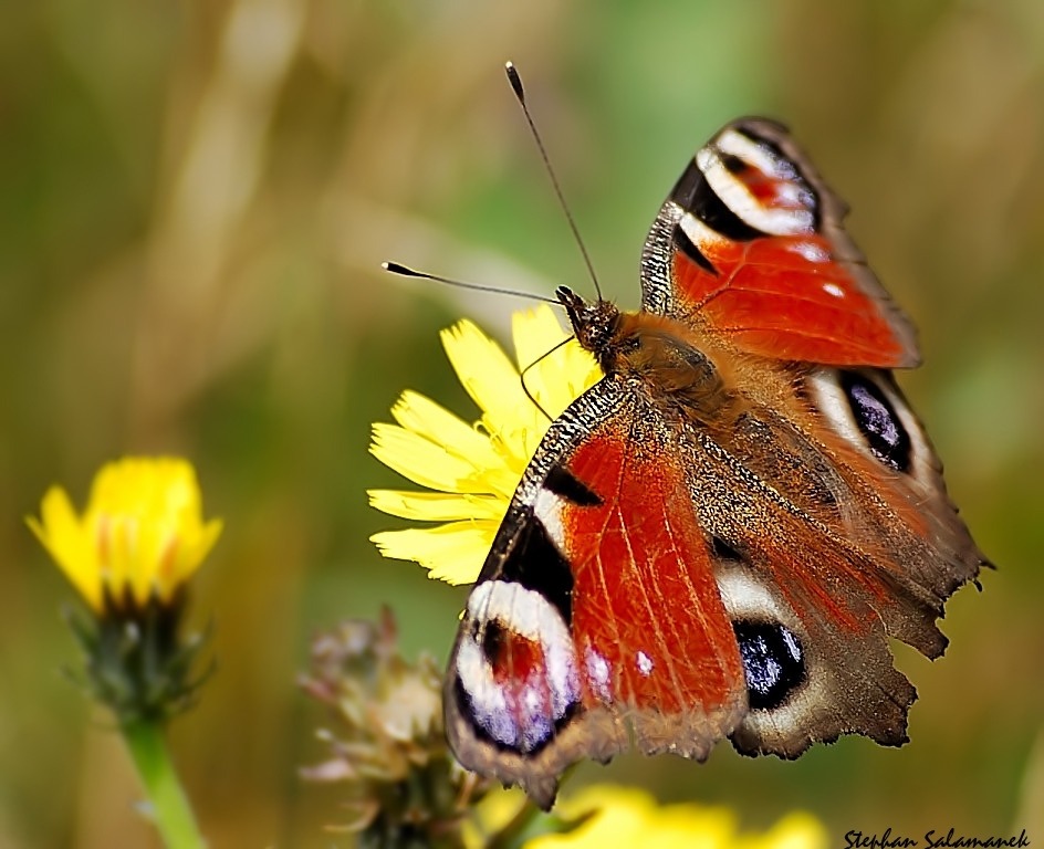 Schmetterling // Pfauenauge