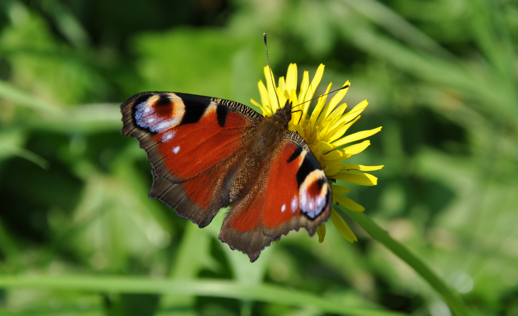 Schmetterling Pfauenauge