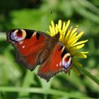 Schmetterling Pfauenauge