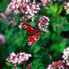 Schmetterling ( pfauenauge)