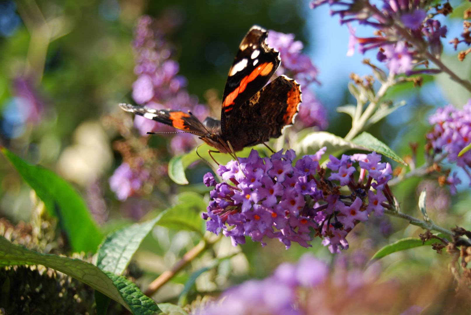 Schmetterling Pfauenauge