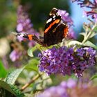 Schmetterling Pfauenauge