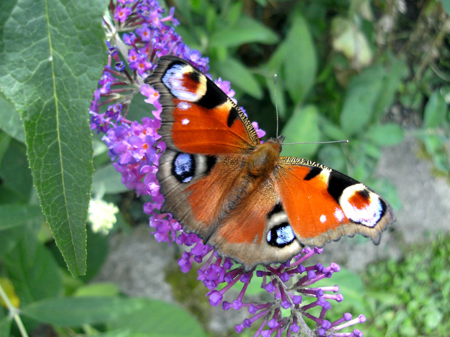 Schmetterling Pfauenauge