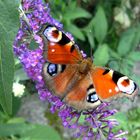 Schmetterling Pfauenauge