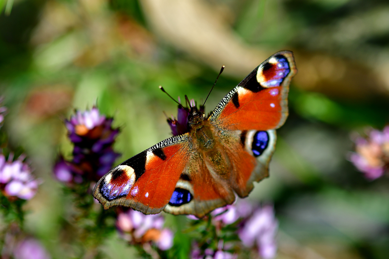 Schmetterling Pfauenauge