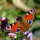 Schmetterling Pfauenauge