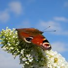 Schmetterling Pfauenauge