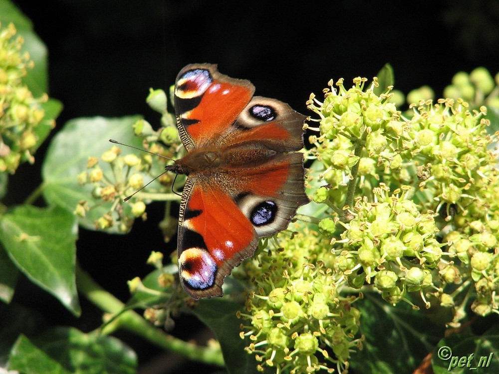 Schmetterling - Pfauenauge